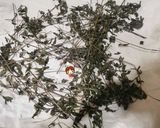 صورة لخطوة 2 من وصفة تخزين النعناع من السنة للسنه
