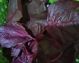 Foto langkah ke 1 dari resep Jus Bayam Merah Jeruk Medan.
