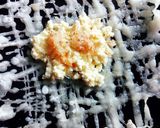A picture of step 2 of Chunchi Patra Pitha/Thin paper crust Stuffed Pancake.