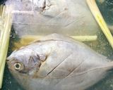 Gambar langkah 1 resipi Ikan Bawal Rebus Lemon.