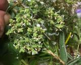 Foto del paso 9 de la receta Agua mágica de San Juan