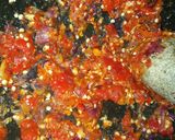 Foto langkah ke 2 dari resep Sambel tongkol.
