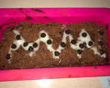 Foto del paso 9 de la receta: Budín de chocolate al microondas relleno con dulce de leche, banana, y queso crema