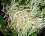 Foto langkah ke 3 dari resep Tauge Kacang Panjang Saus Tiram.