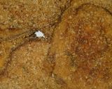 Foto del paso 5 de la receta: Milanesas de zapallitos