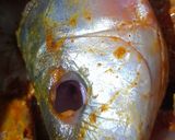 A picture of step 2 of Maacher Matha'r Ghonto/Fish Head Curry.