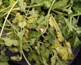 A picture of step 1 of Spicy garlic chutney.