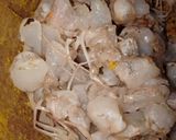 Foto langkah ke 1 dari resep Nasi bakar udang jamur.