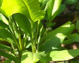 Hình bước làm 1 của món Măng xào lá nghệ (chay)