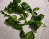A picture of step 1 of Drying Basil the Fast Way.