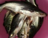 Foto langkah ke 1 dari resep Pindang ikan patin palembang.