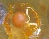 Foto del paso 5 de la receta Huevos Flor