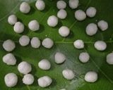 Foto langkah ke 4 dari resep Cimol Praktis.