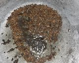 A picture of step 1 of Masala Bhindi.