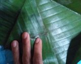Foto langkah ke 2 dari resep Takir Bujur Sangkar.