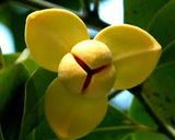 Foto del passaggio 9 della ricetta 61 • Klip Lamduan, biscotti tailandesi a fiore 🇹🇭