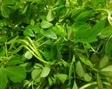 A picture of step 1 of Square Methi Masala Poori.