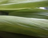 Foto del paso 2 de la receta: Tamales de choclo