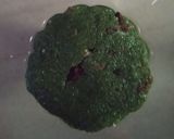 A picture of step 5 of Betel Leaf Modak (Paan Modak).