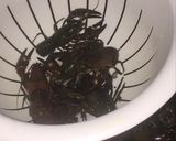 A picture of step 1 of Spicy and Hot Chinese Style Crayfish.