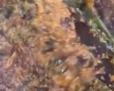 A picture of step 9 of Egusi soup.