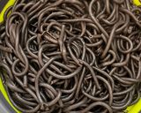 Foto del paso 1 de la receta: Pasta cremosa de tinta de calamar y setas