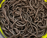 Foto del paso 1 de la receta: Pasta cremosa de tinta de calamar y setas