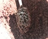 Foto langkah ke 1 dari resep 🍰 Oreo Cheese desert box🍰.