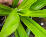 Foto langkah ke 1 dari resep Ketupat Lembut (Hemat Gas).