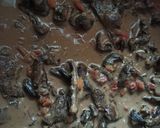 Foto del paso 5 de la receta: Salsa con hongos de pino