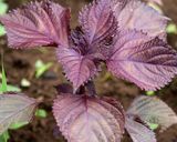 Foto del paso 6 de la receta: Sustituto del jugo Perilla frutescens roja Japonés jugo de Shiso roja🇺🇾🇯🇵代用紫蘇ジュース