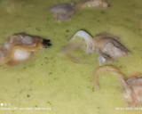 Foto del paso 8 de la receta: Crema de calabacín y almejas
