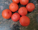 A picture of step 1 of Tomato Garlic Pickle.