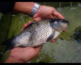 Foto langkah ke 2 dari resep Ikan Mas bumbu Acar.
