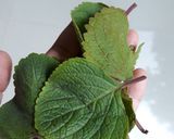 Foto langkah ke 1 dari resep Bobor daun bangun bangun (booster ASI).