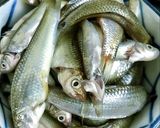 Hình bước làm 3 của món Canh chua cá Linh - bông Điên Điển