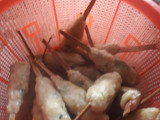 Sempol ayam sayuran cihuy..