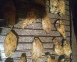 Foto del paso 6 de la receta: Alitas búfalo wings