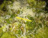 A picture of step 5 of Chicken Ekka.