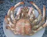Foto del paso 2 de la receta: 🦀Centolla  a la Donostiarra o (TXANGURRO)🦀