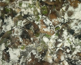 Foto del paso 7 de la receta: Crema de champiñones Xochitl