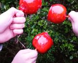 Foto del paso 4 de la receta: Manzanas confitadas