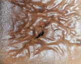 Foto del paso 9 de la receta: Pastel "Hatice"