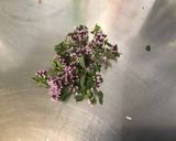 Une image de l'étape 5 de Dôme de riz au gingembre et fleurs de ciboulette.