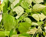 Hình bước làm 1 của món Canh rau ngót Nhật nấu nghêu 🌿