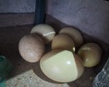 Foto del paso 12 de la receta: Budín de pan y dulce de membrillo