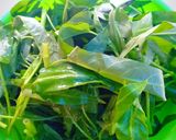 Foto langkah ke 1 dari resep Cah kangkung telur puyuh.