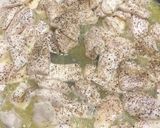 صورة لخطوة 1 من وصفة مكعبات الفراخ بالمشروم (الفطر)