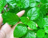 Hình bước làm 1 của món Canh bồ ngót Nhật và tôm mực