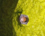 A picture of step 1 of Green Peas Poori.